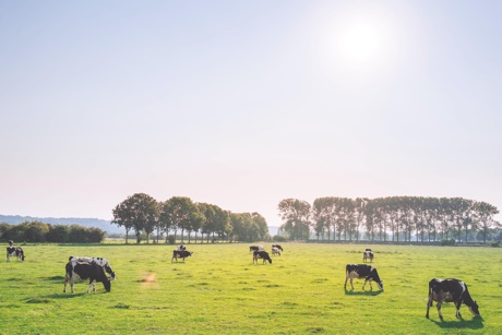 New Manor Farm's Dairy